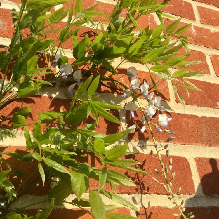 Plant image Wisteria floribunda 'Kokuryu' syn. Wisteria floribunda 'Black Dragon', Wisteria floribunda 'Royal Purple'