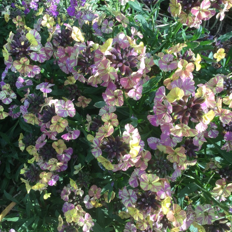 plant image 1057646 plant image 1057646