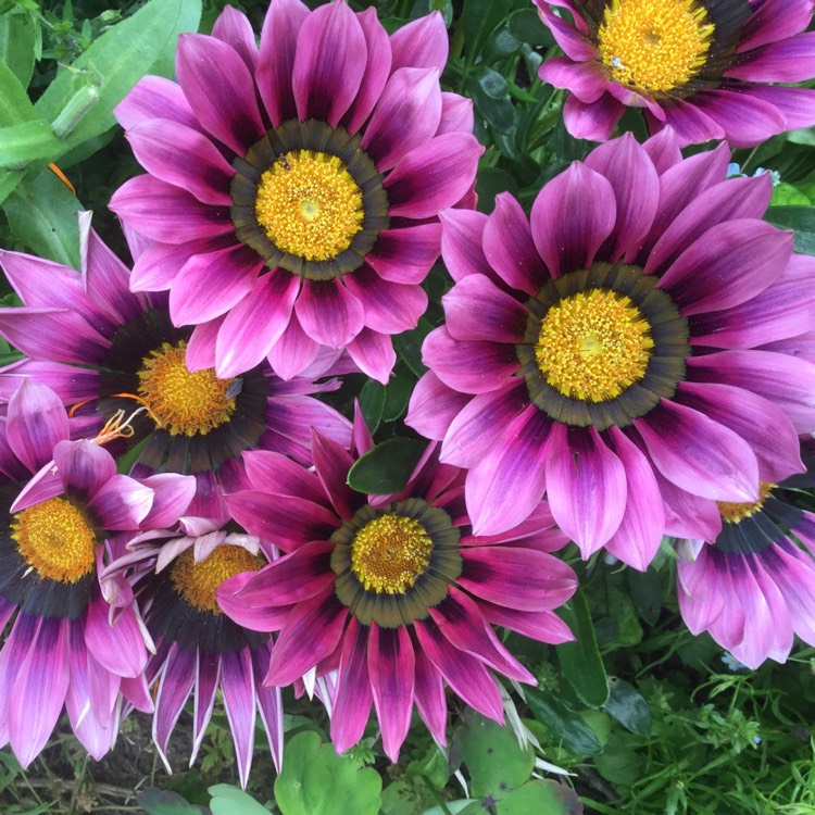 plant image 1083343