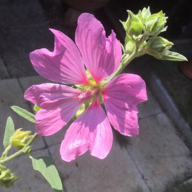 Plant image Lavatera x clementii 'Song Bird'