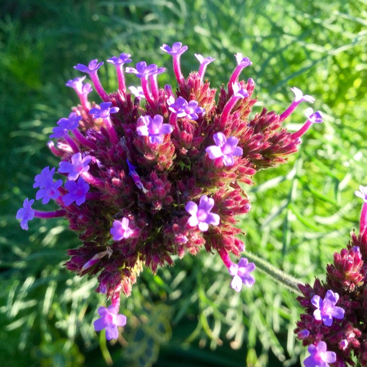 plant image 1172818 plant image 1172818