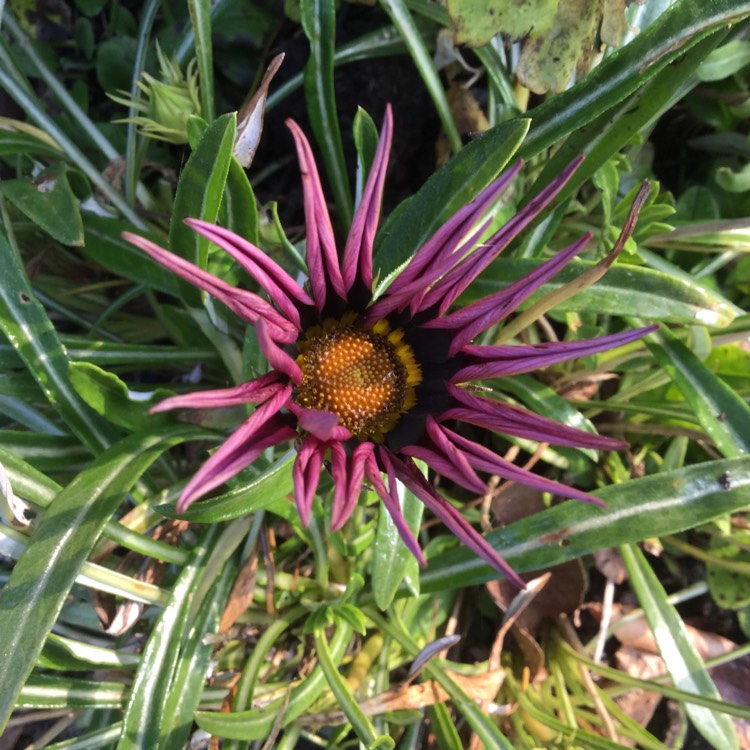 plant image 1214304
