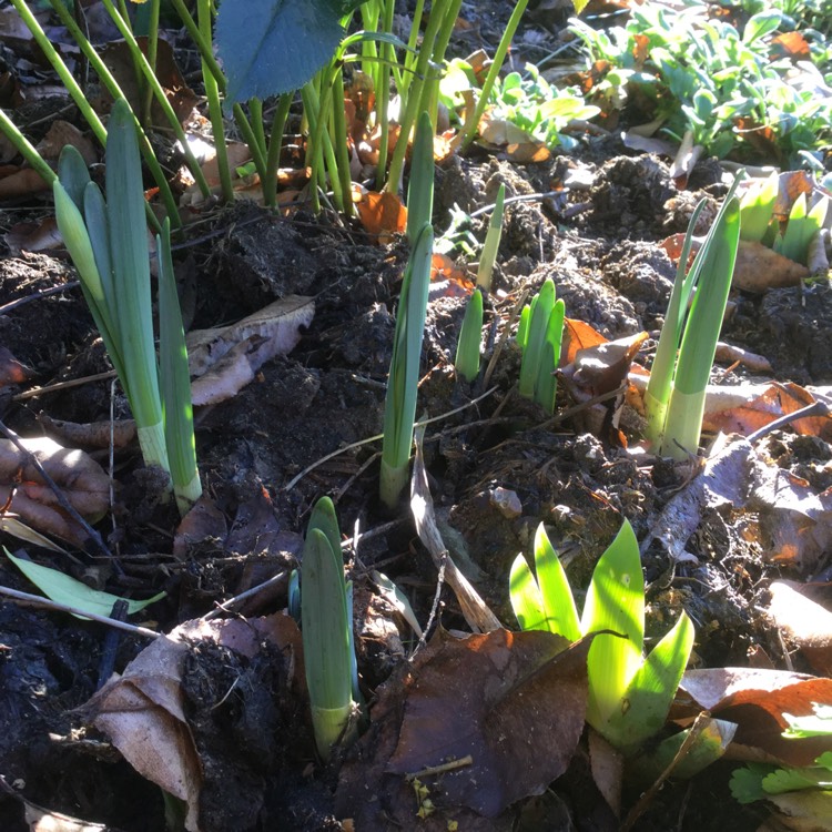 plant image 1219222