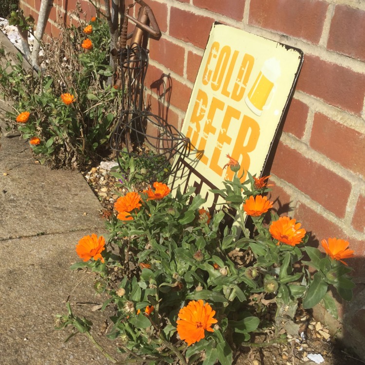 plant image 1241350