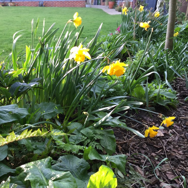plant image 1244514