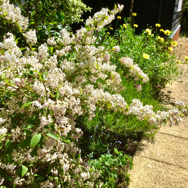 plant image 1299775 plant image 1299775