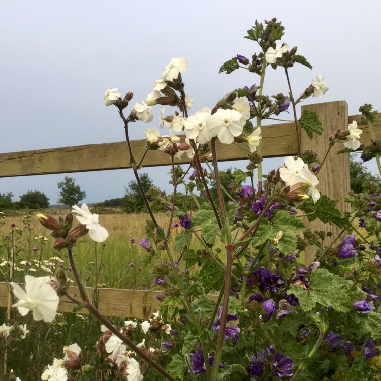 Plant image Lychnis coronaria 'Alba'