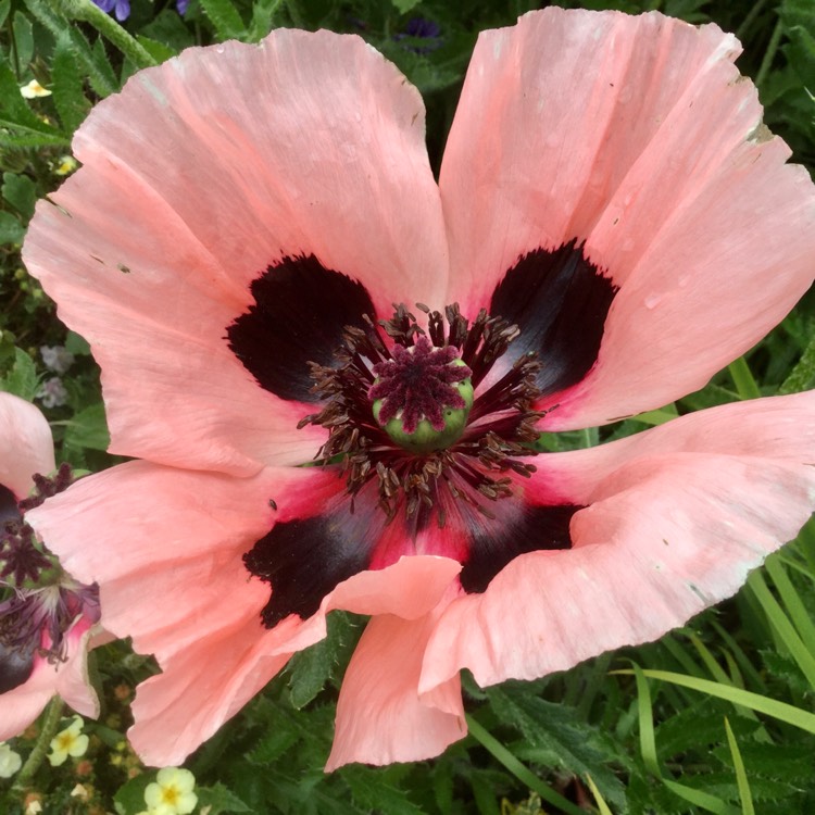 plant image 1328753 plant image 1328753