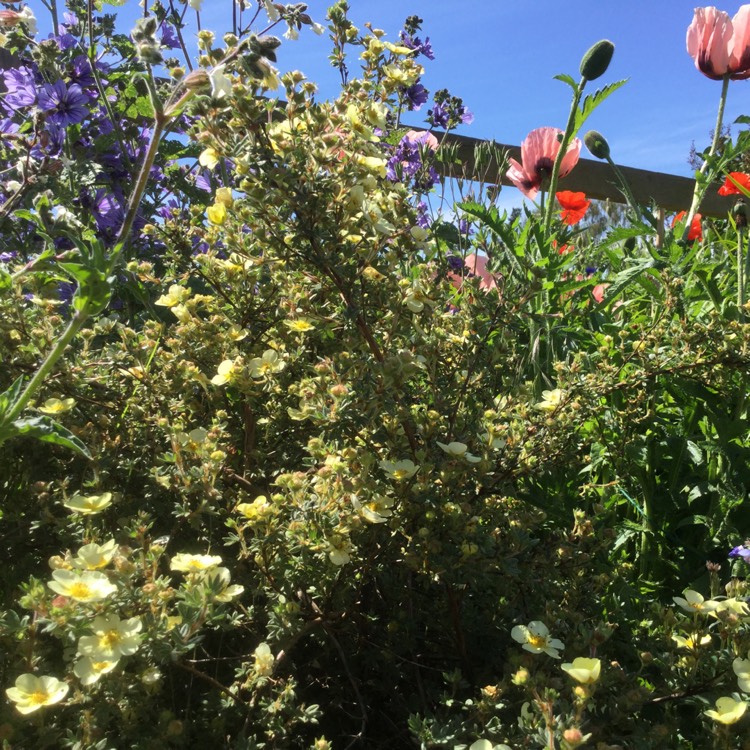 plant image 1329223 plant image 1329223