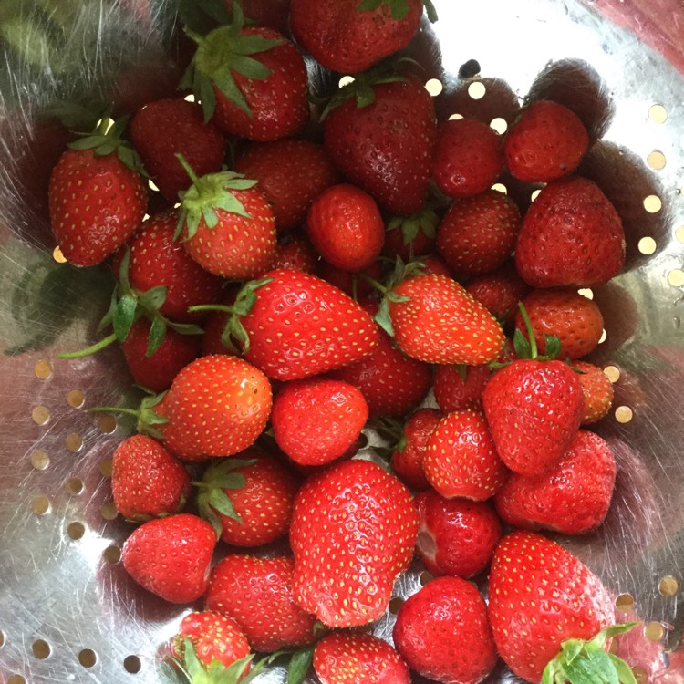 Plant image Fragaria virginiana