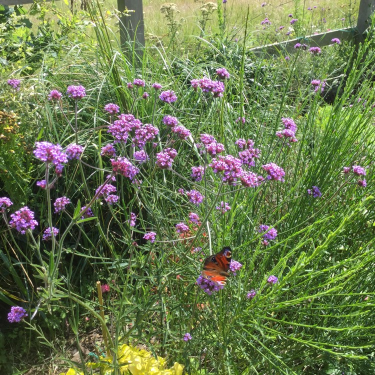 plant image 1354455 plant image 1354455