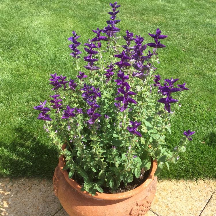 plant image 1363611 plant image 1363611