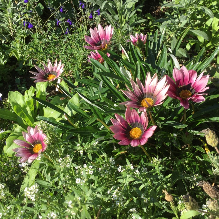 plant image 1370968
