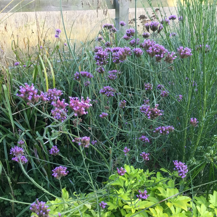 plant image 1375634 plant image 1375634