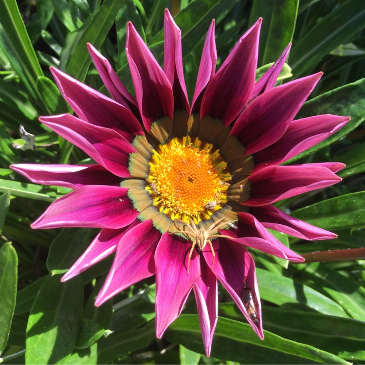 plant image 1383944