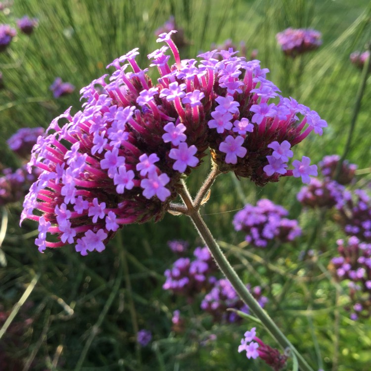 plant image 1391679 plant image 1391679