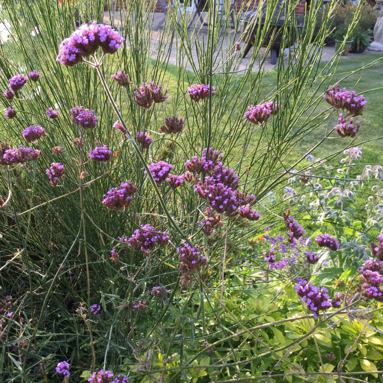 plant image 1391680 plant image 1391680