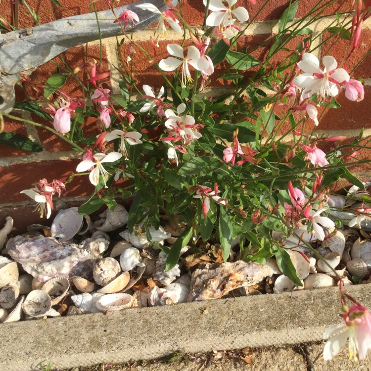 plant image 1399263 plant image 1399263