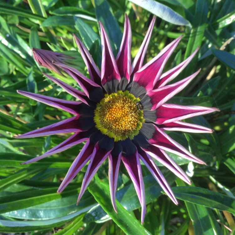 plant image 1414295