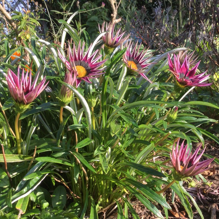 plant image 1416942