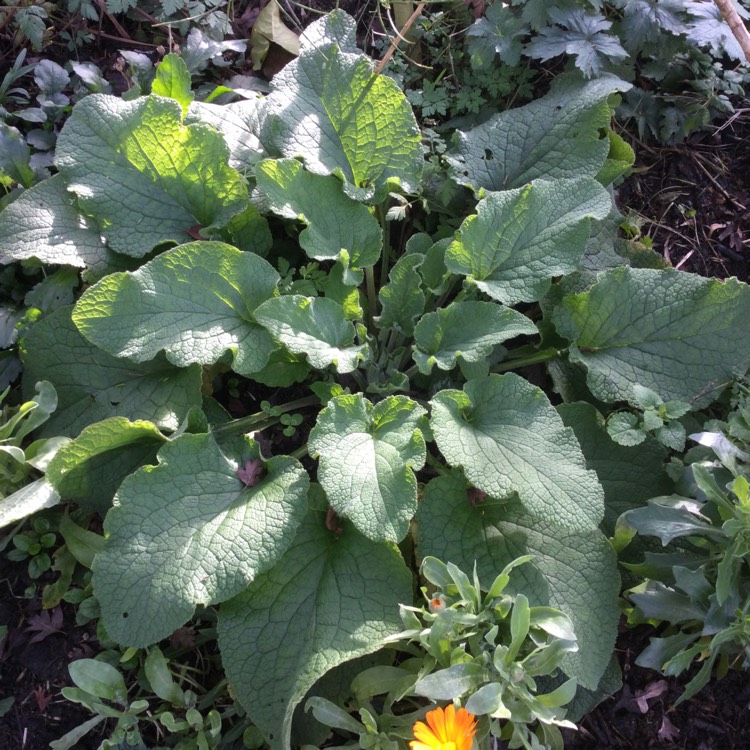 plant image 1418765 plant image 1418765