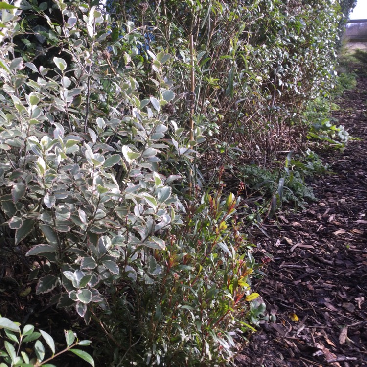 plant image 1434323