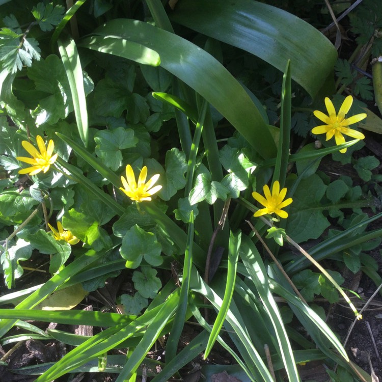 Plant image Ficaria verna