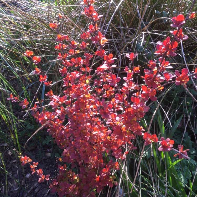 Plant image Berberis Thunbergii 'Orange Rocket' syn. Berberis thunbergii 'Painter's Palette'