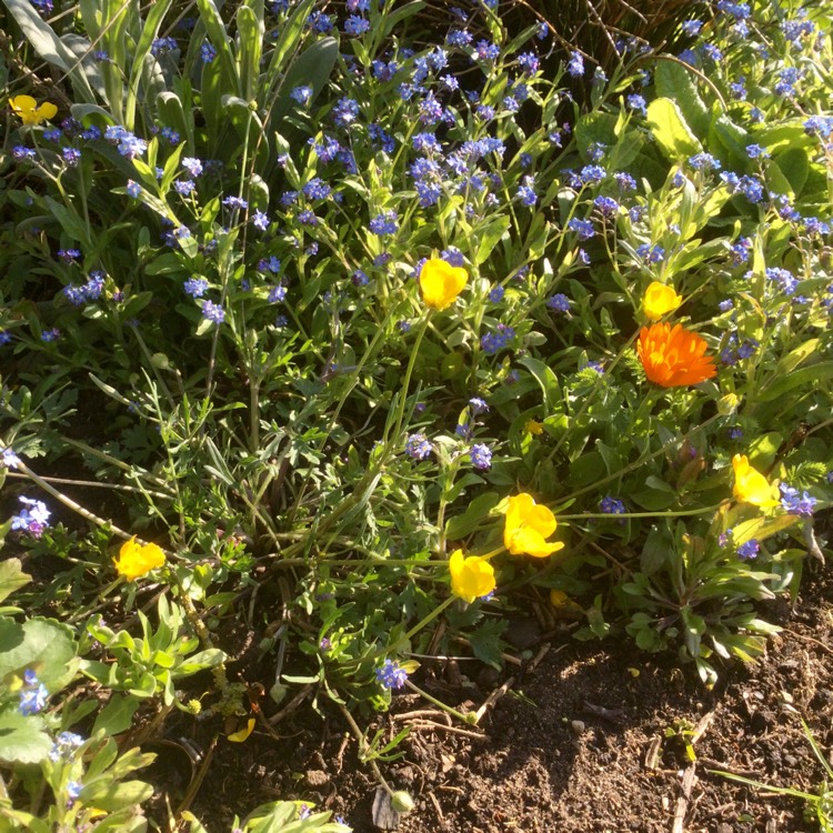 plant image 1475797