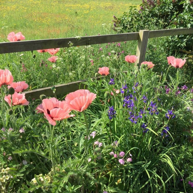 plant image 1491209 plant image 1491209