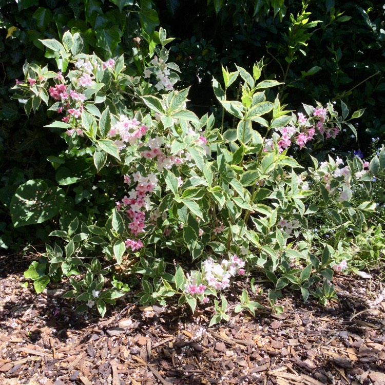 plant image 1491569 plant image 1491569
