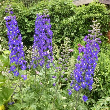 Delphinium