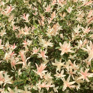 Salix integra 'Hakuro-nishiki' syn. Salix integra 'Nishiki Flamingo'