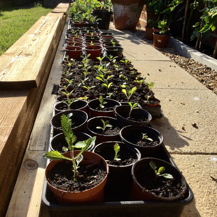 plant image 1502843 plant image 1502843