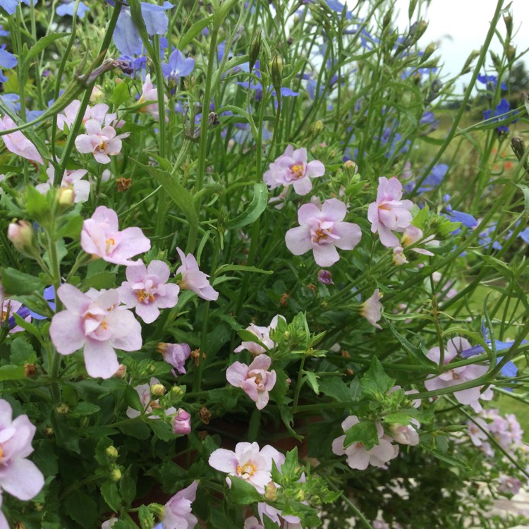 Plant image Sutera cordata