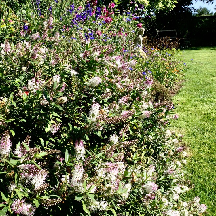 plant image 1511241 plant image 1511241