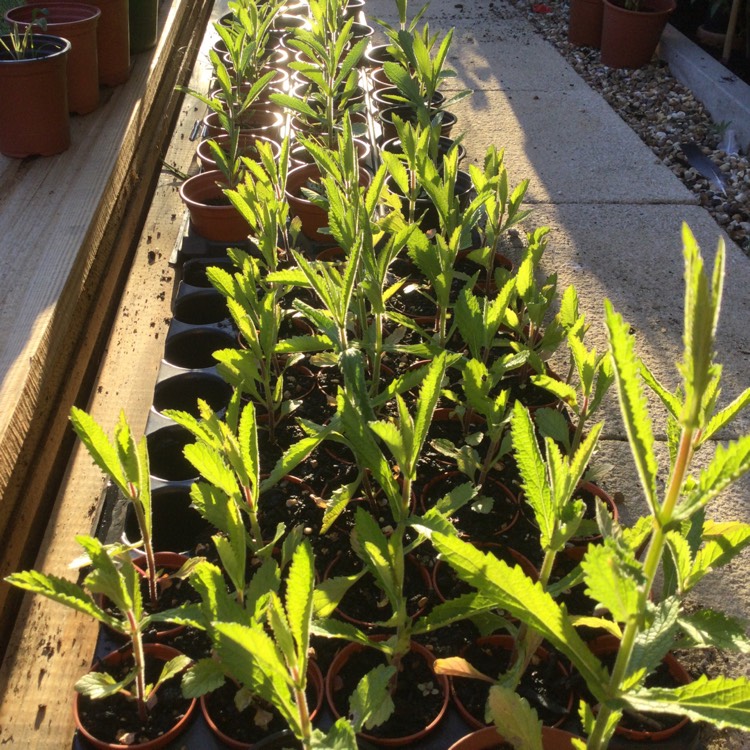 plant image 1511255 plant image 1511255