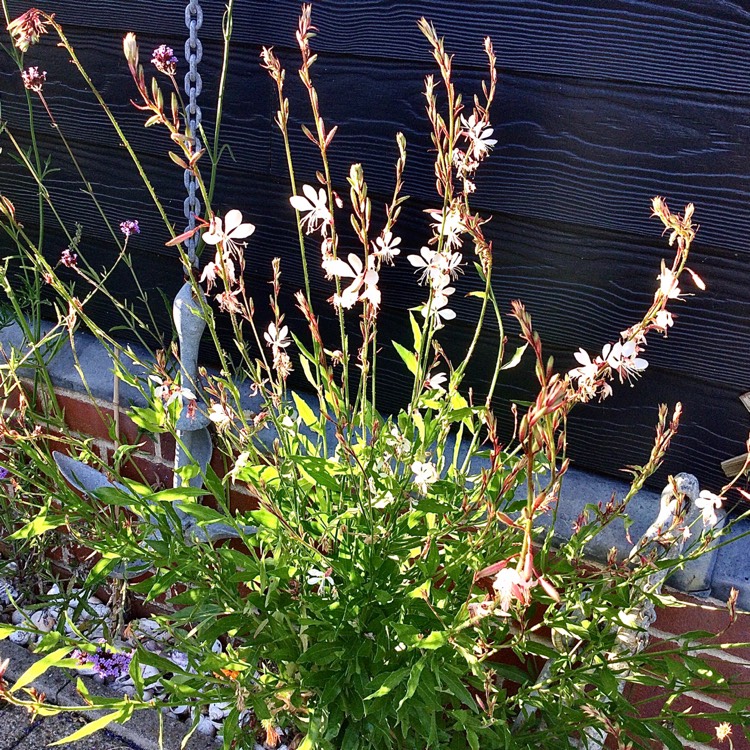 plant image 1511927 plant image 1511927