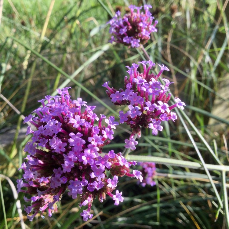 plant image 1519860 plant image 1519860