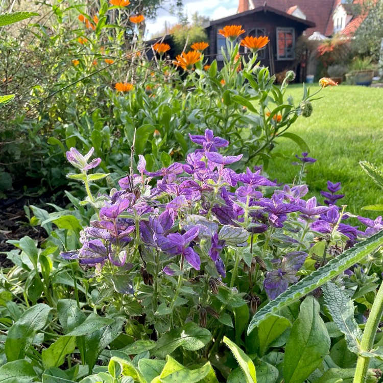 plant image 1542663 plant image 1542663
