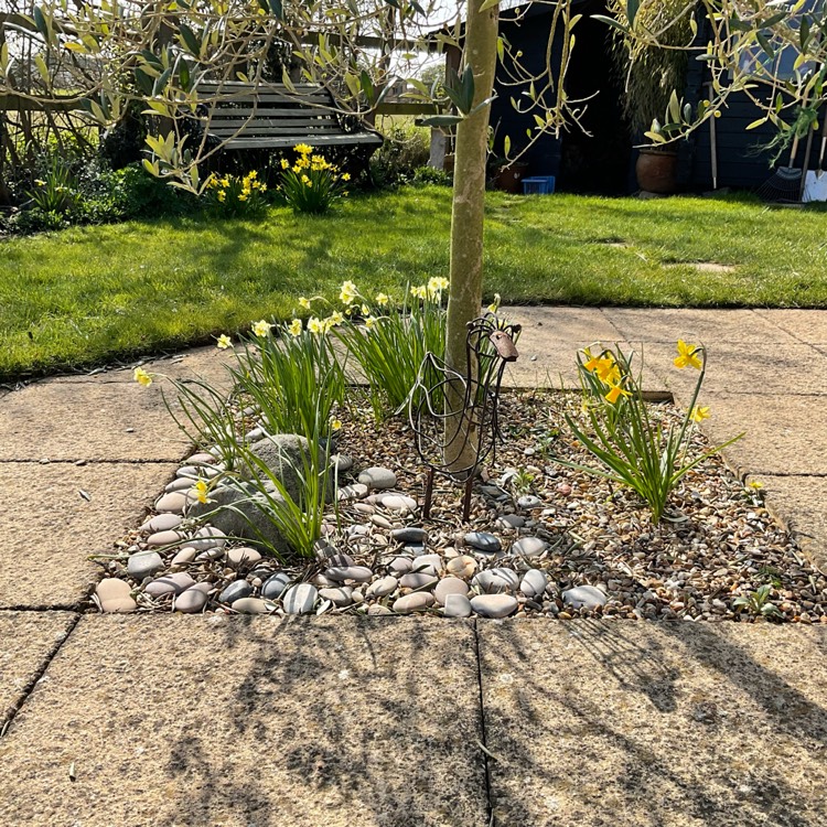 Plant image Narcissus 'Minnow'