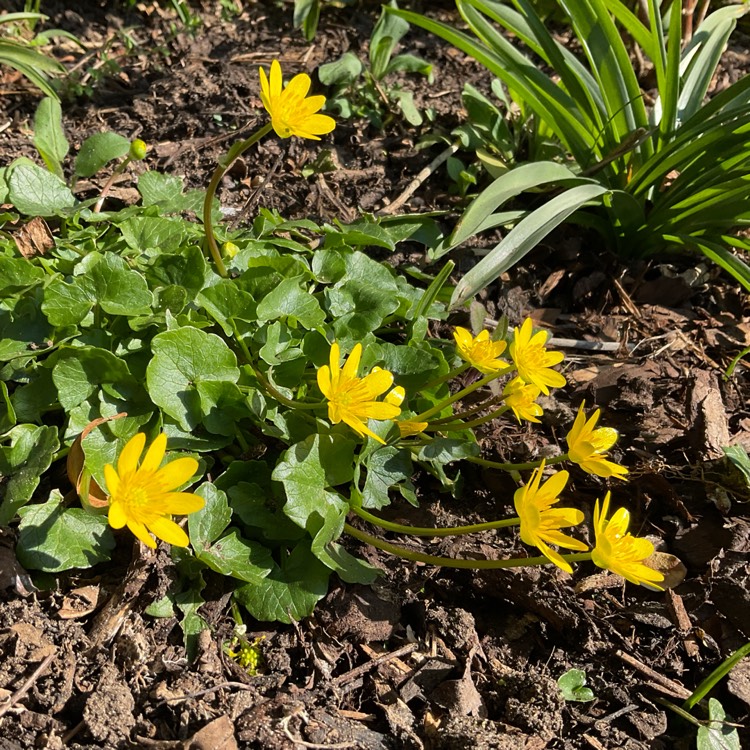 Plant image Ficaria verna