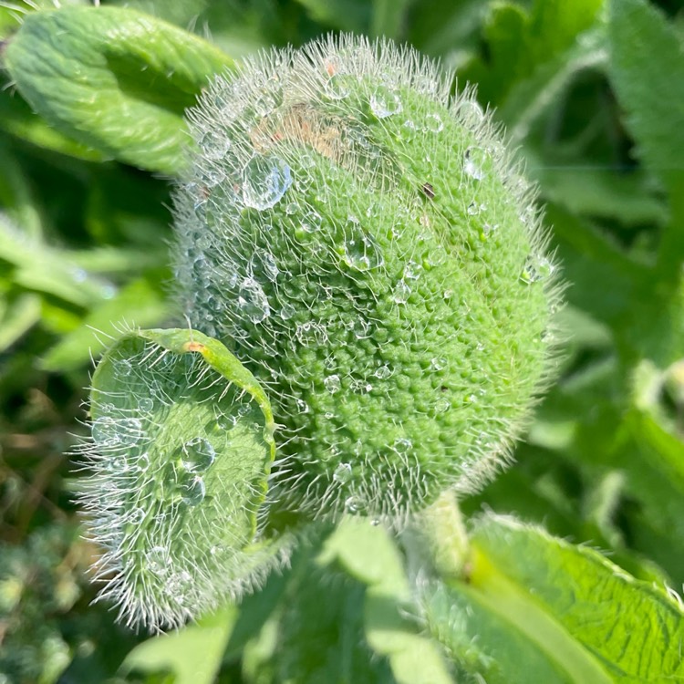 plant image 1585265 plant image 1585265