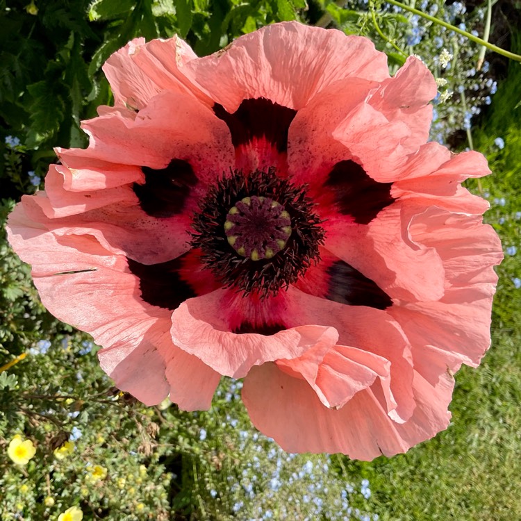 plant image 1588818 plant image 1588818