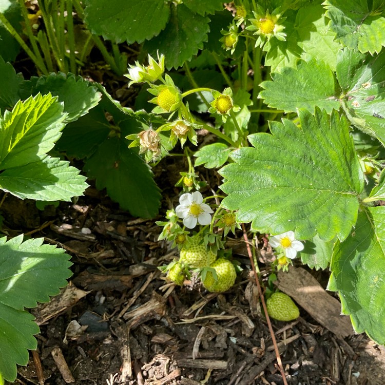 plant image 1589478