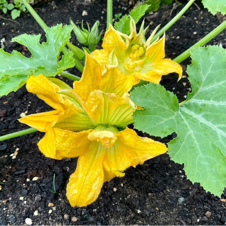 plant image 1594952