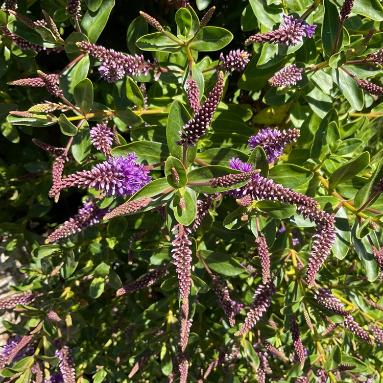 plant image 1602668 plant image 1602668
