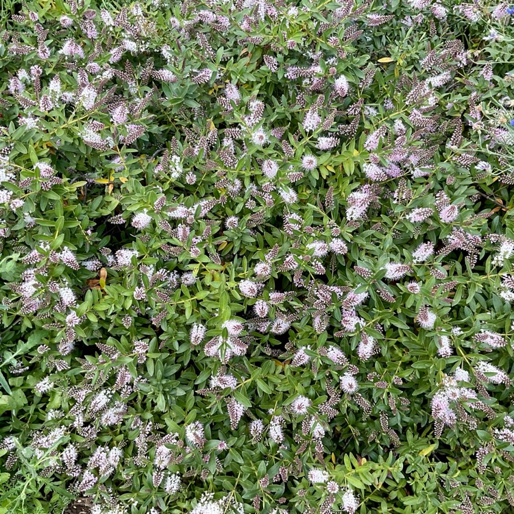 plant image 1604006 plant image 1604006