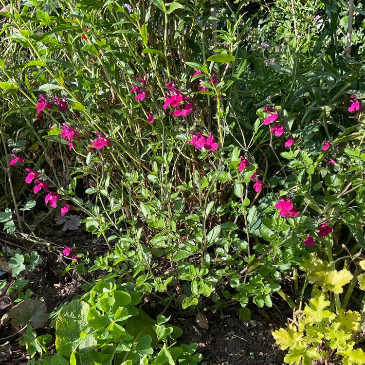 Plant image Salvia 'Cherry Lips'