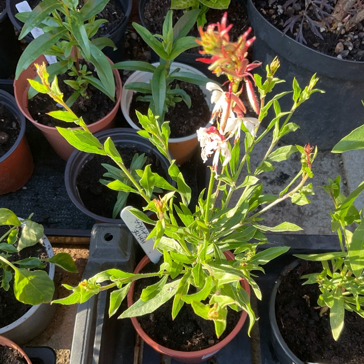 plant image 1604297 plant image 1604297